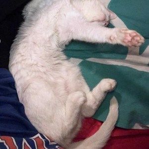 Meet your Posher, Koti